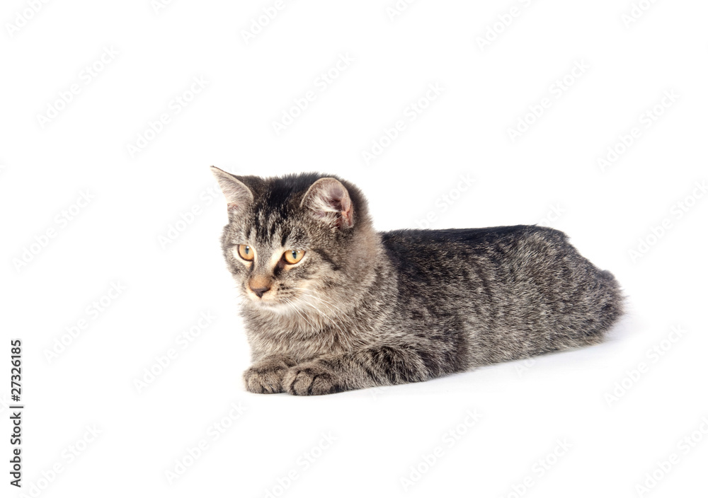 Fototapeta premium Tabby kitten on white background