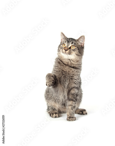 tabby cat playing on white background