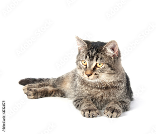 Tabby kitten on white background