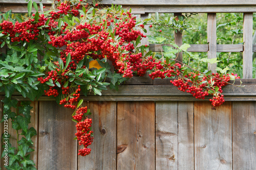 Red pyracantha berries fence close © Robert Keenan