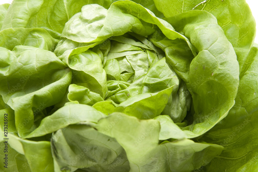 Kopfsalat Kopfsalat