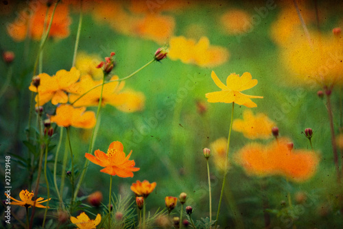 vintage flower paper background. © ilolab