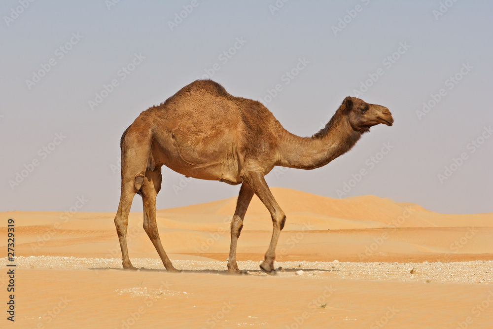 Naklejka premium Empty Quarter Camel