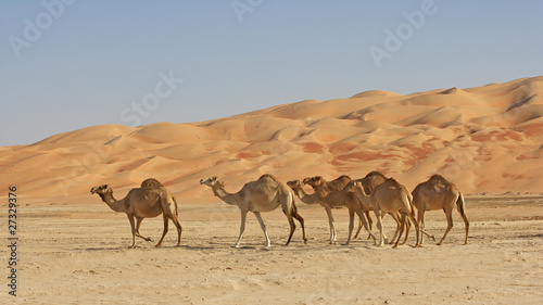 Empty Quarter Camels