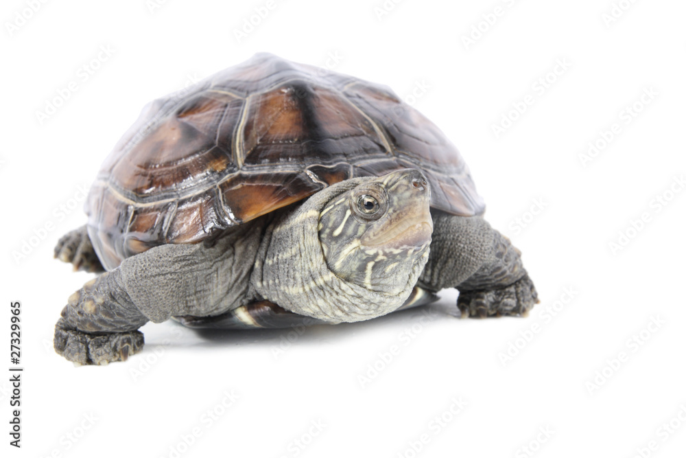 Obraz premium tortoise