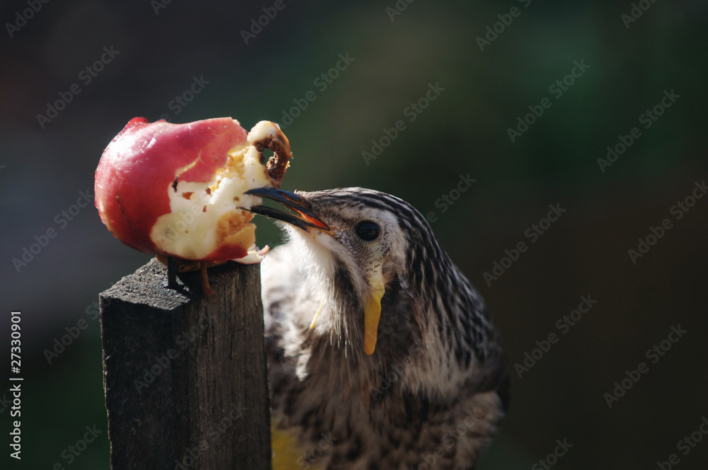 Naklejka premium Yellow Wattlebird