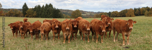 Vaches Limousines