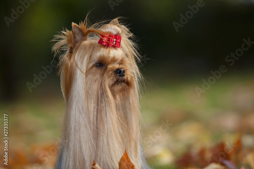 Fotografie air rusé du yorkshire terrier
