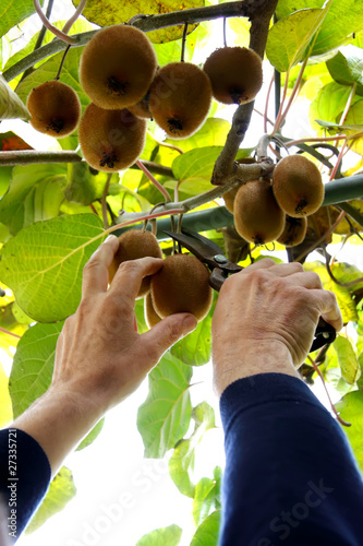 Kiwi photo