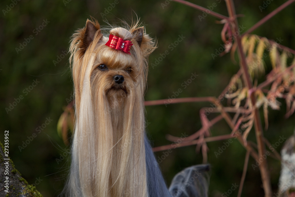 Naklejka premium yorkshire terrier solitaire