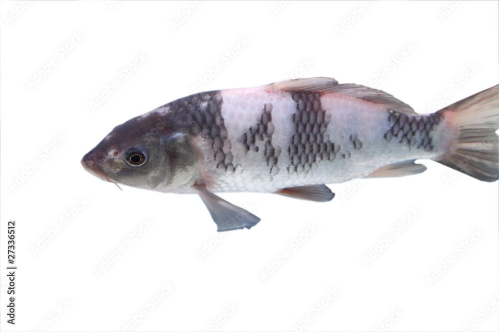 Big colorful Koi carp