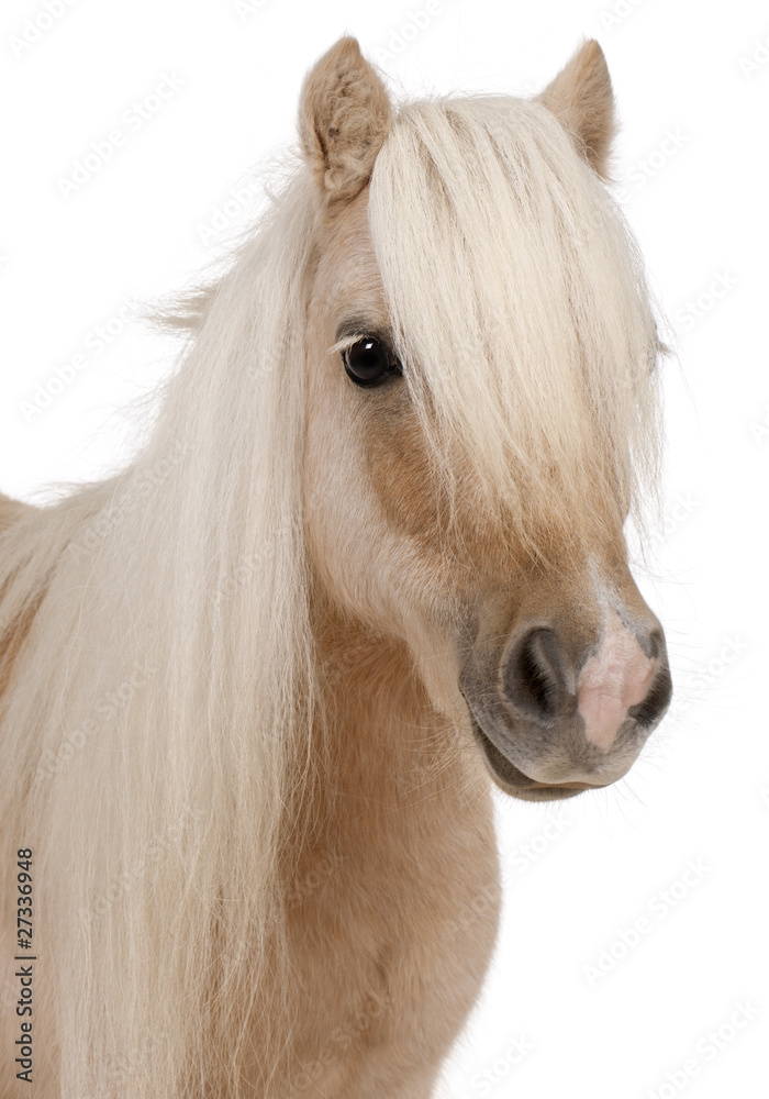 Fototapeta premium Palomino Shetland pony, Equus caballus, 3 years old