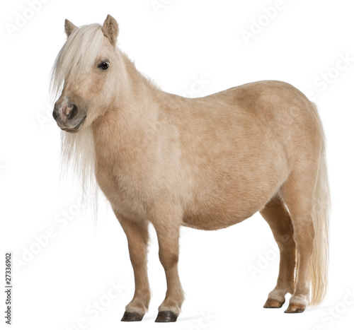 Palomino Shetland pony, Equus caballus, 3 years old, standing