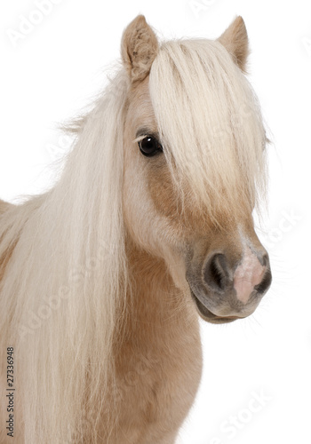 Palomino Shetland pony, Equus caballus, 3 years old