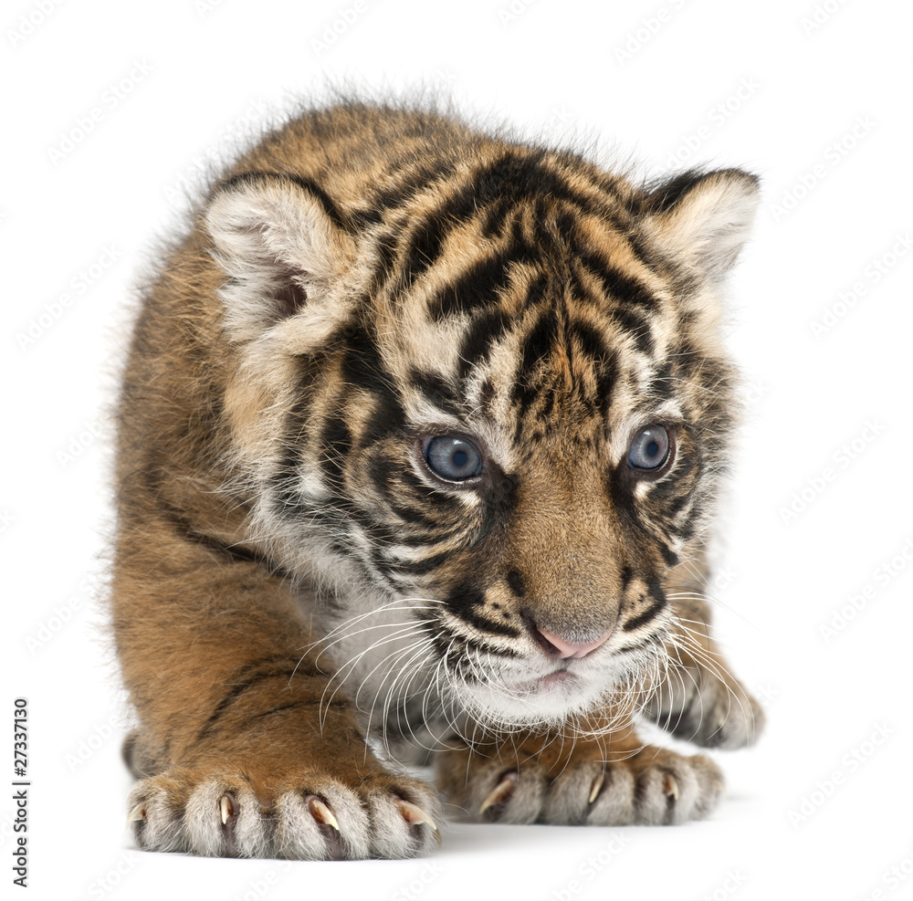 Sumatran Tiger cub, Panthera tigris sumatrae, 3 weeks old