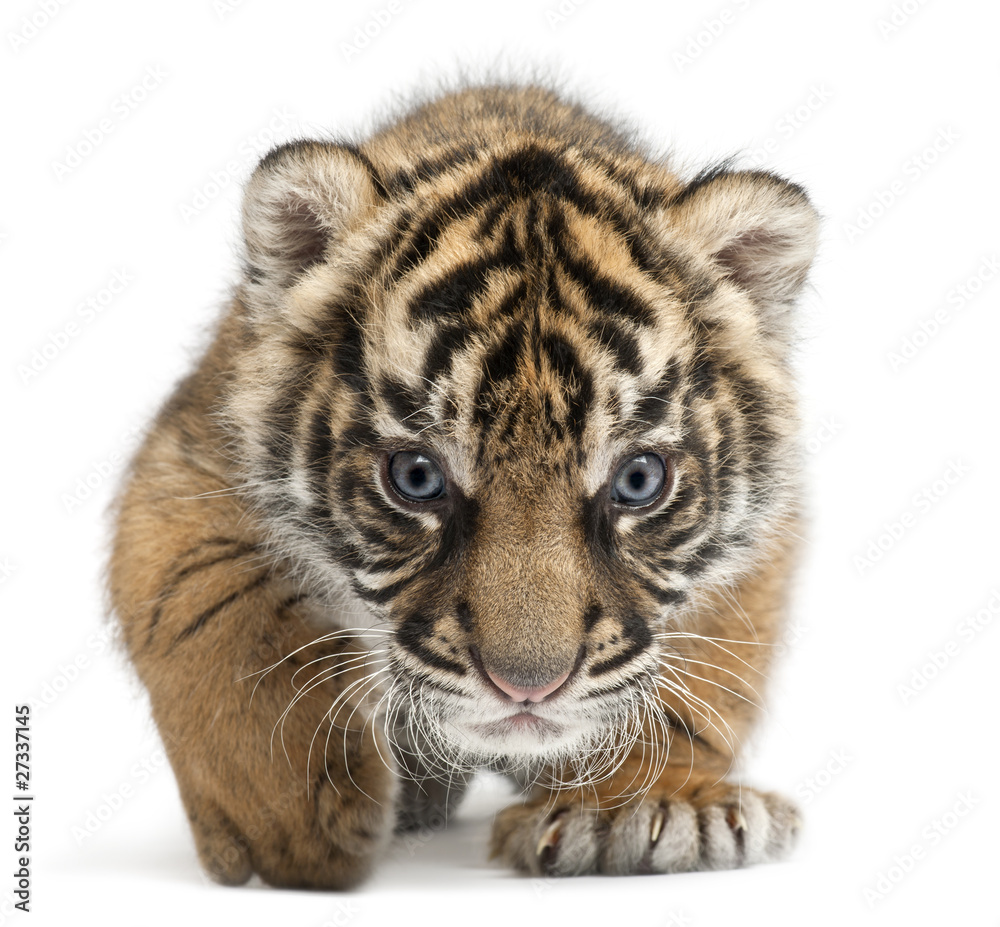 Naklejka premium Sumatran Tiger cub, Panthera tigris sumatrae, 3 weeks old