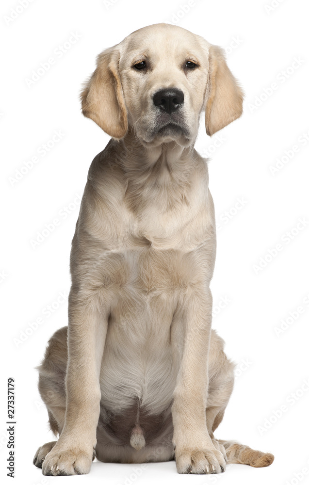 Golden Retriever puppy, 5 months old, sitting - obrazy, fototapety, plakaty 