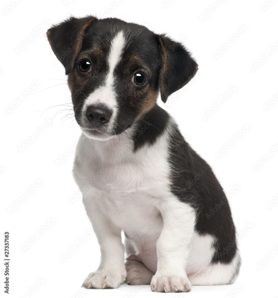 Jack Russell Terrier puppy, 2 months old, sitting