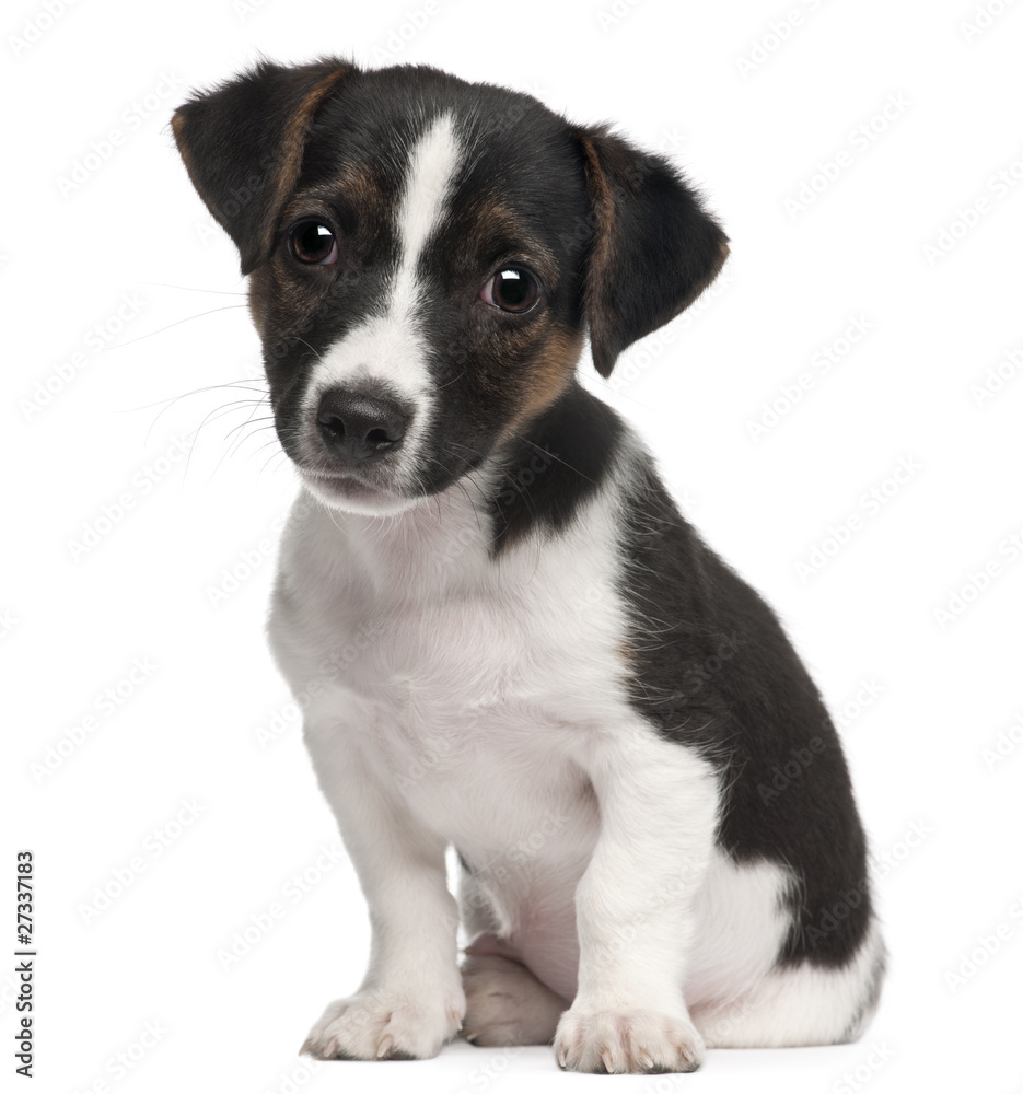 Jack Russell Terrier puppy, 2 months old, sitting Jack Russell Terrier puppy, 2 months old, sitting