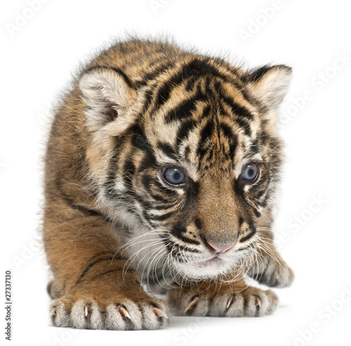 Sumatran Tiger cub  Panthera tigris sumatrae  3 weeks old