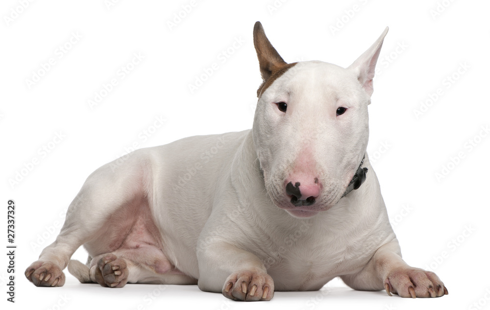 Bull Terrier, 9 months old, lying in front of white background