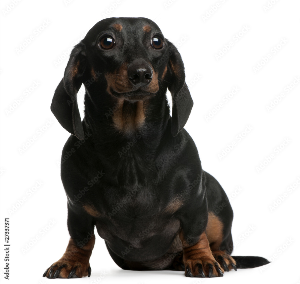 Dachshund, 1 year old, sitting in front of white background