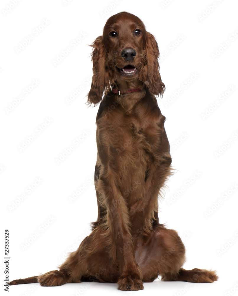 Irish Setter puppy, 5 months old, sitting in front of white back Irish Setter puppy, 5 months old, sitting in front of white back
