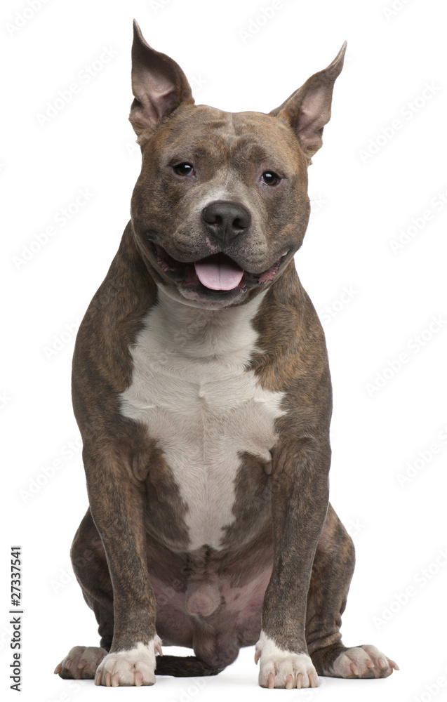 American Staffordshire Terrier, 25 months old, sitting
