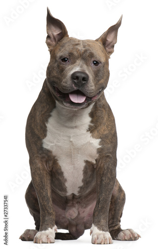 American Staffordshire Terrier, 25 months old, sitting © Eric Isselée