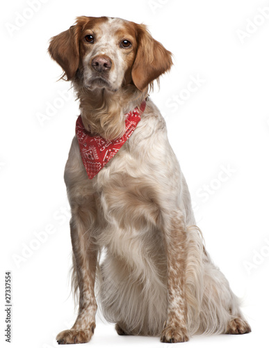 Fototapeta Naklejka Na Ścianę i Meble -  Mixed-breed dog wearing red handkerchief, sitting