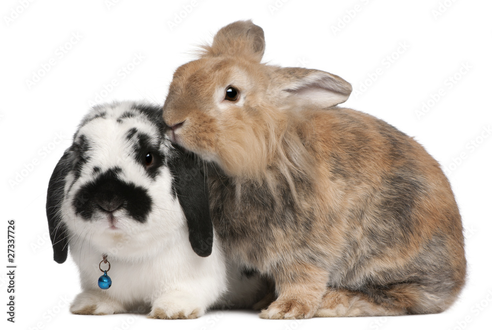 Lapponian Herder rabbits, 3 years old Lapponian Herder rabbits, 3 years old