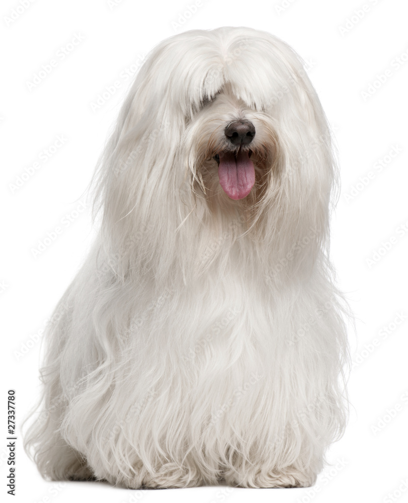 Maltese, 8 years old, sitting in front of white background
