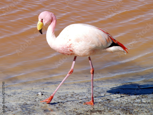 flamant rose