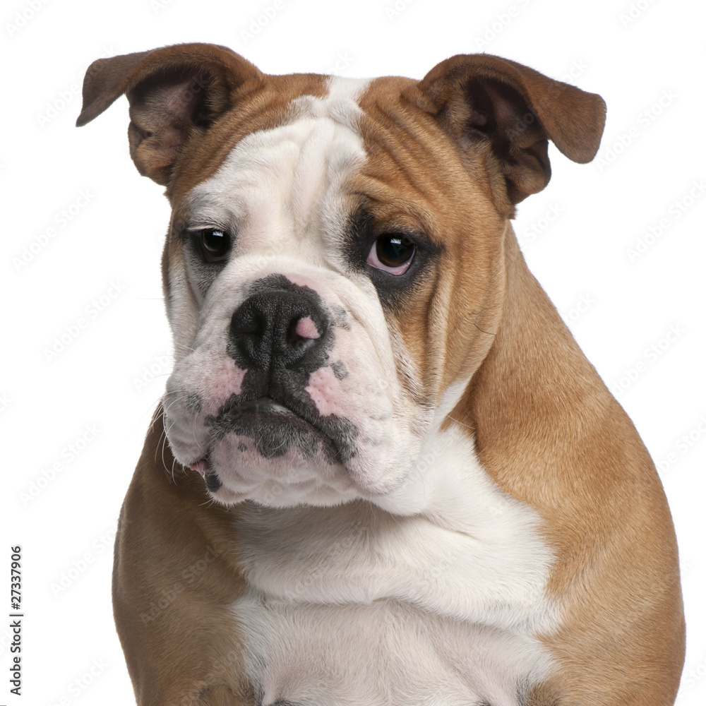 English bulldog, 6 months old, in front of white background