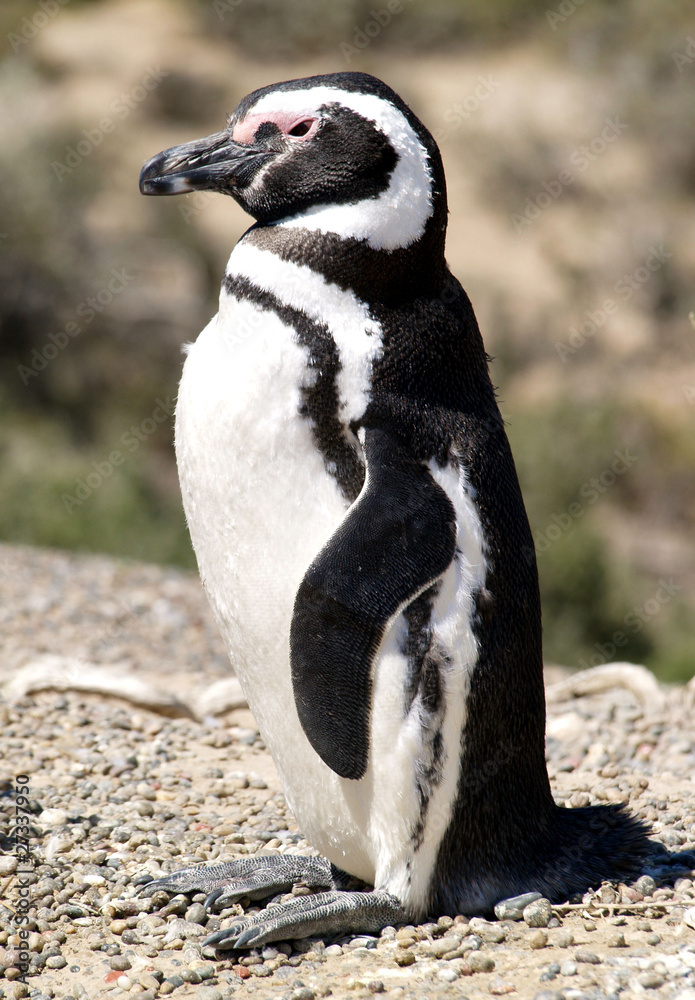 Naklejka premium Manchot de Magellan