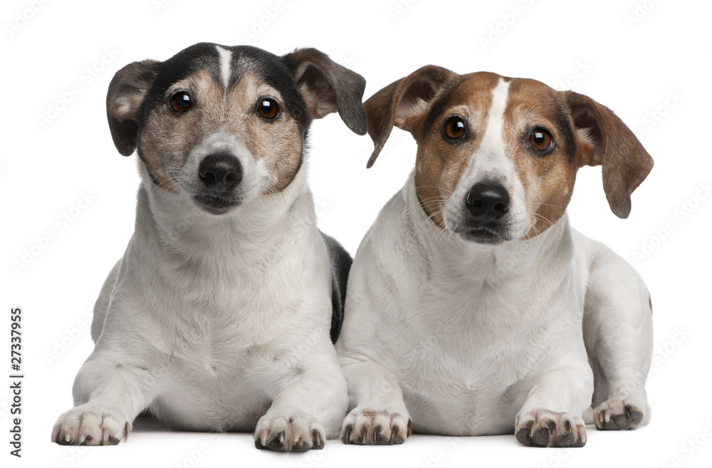 Jack Russell Terriers, 6 and 12 years old, lying