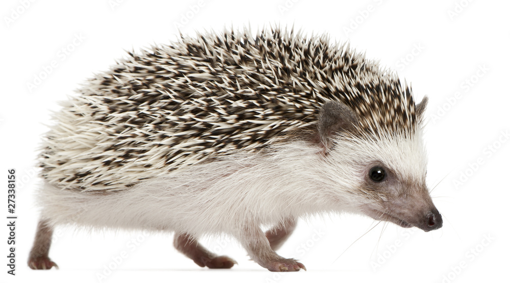Fototapeta premium Four-toed Hedgehog, Atelerix albiventris, 2 years old, walking
