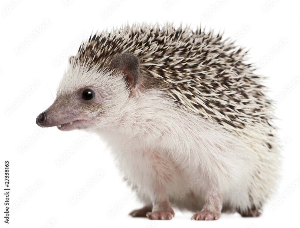 Obraz premium Four-toed Hedgehog, Atelerix albiventris, 2 years old