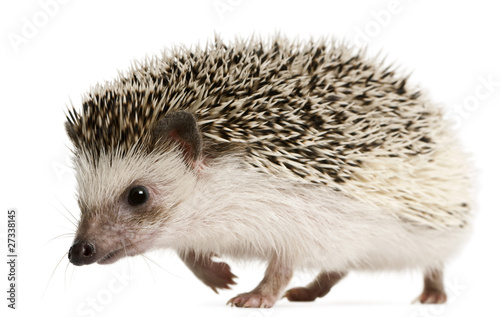 Fototapeta Naklejka Na Ścianę i Meble -  Four-toed Hedgehog, Atelerix albiventris, 2 years old, walking