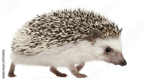 Four-toed Hedgehog, Atelerix albiventris, 2 years old, walking