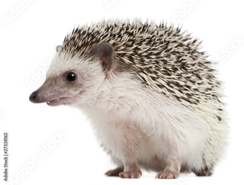 Four-toed Hedgehog, Atelerix albiventris, 2 years old