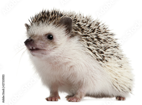 Fototapeta Naklejka Na Ścianę i Meble -  Four-toed Hedgehog, Atelerix albiventris, 2 years old