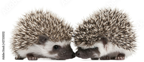 Four-toed Hedgehogs, Atelerix albiventris, 3 weeks old photo