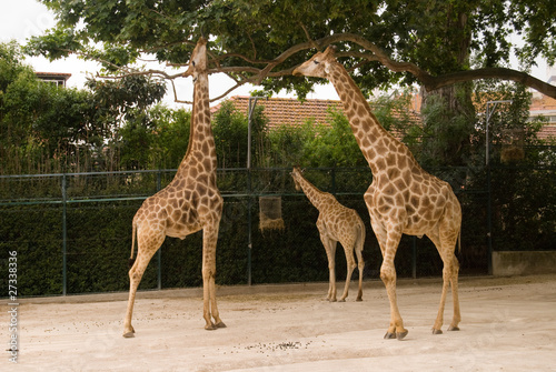 Giraffe in Lisbon zoo