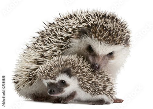 Four-toed Hedgehogs, Atelerix albiventris, 3 weeks old