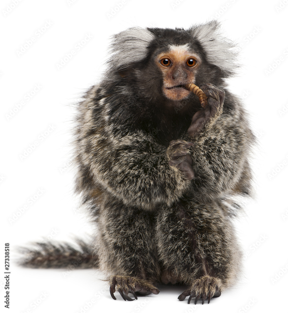 Common Marmoset, Callithrix jacchus, 2 years old, eating worm Common Marmoset, Callithrix jacchus, 2 years old, eating worm