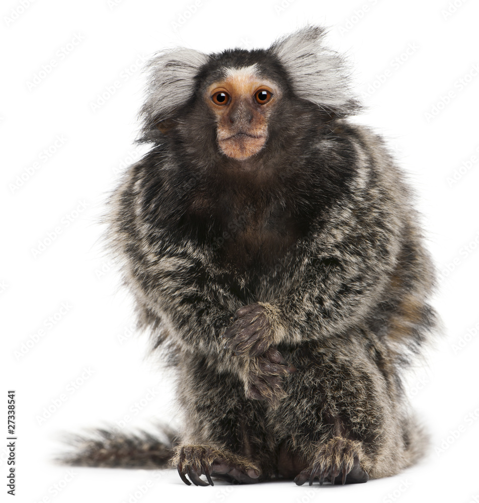 Obraz premium Common Marmoset, Callithrix jacchus, 2 years old, sitting