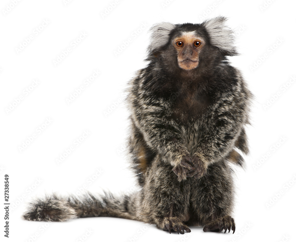 Obraz premium Common Marmoset, Callithrix jacchus, 2 years old, sitting