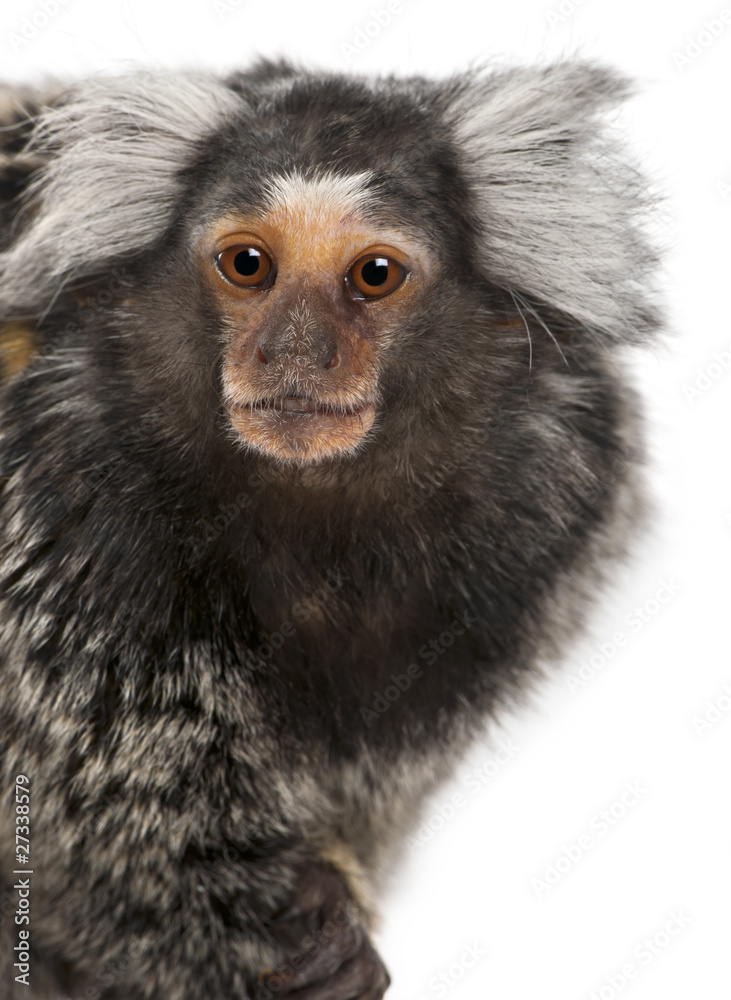 Common Marmoset, Callithrix jacchus, 2 years old Common Marmoset, Callithrix jacchus, 2 years old