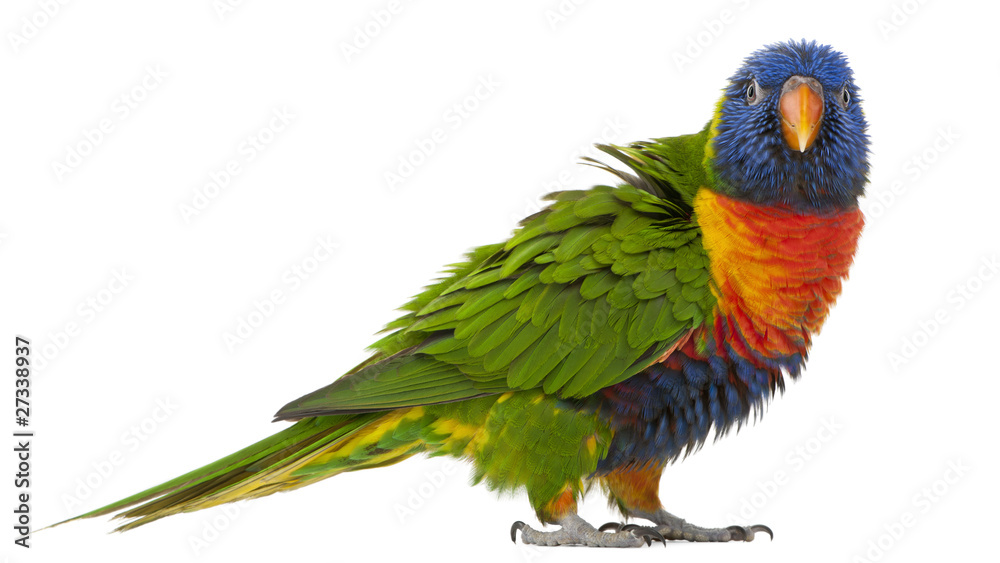 Obraz premium Rainbow Lorikeet, Trichoglossus haematodus, 3 years old